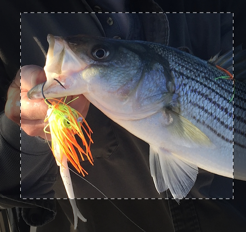 Light Tackle Lures
