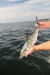 Spanish Mackerel Trolling Kit - CS-RBMS-Kit