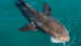 Cobia Jigs - 
