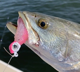 G Eye Jigs  G Eye Jigs, custom jig heads, Chesapeake light tackle jigs, light tackle jigs, rockfish jigs, striper jigs, speckled trout, cobia, red drum, uv paint