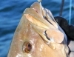 Hayabusa Fishing USA - 