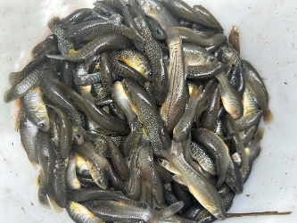 Minnow Traps minnow traps, crawfish traps, crayfish traps, live bait traps to catch your own bait.