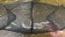 Minnow Traps - 