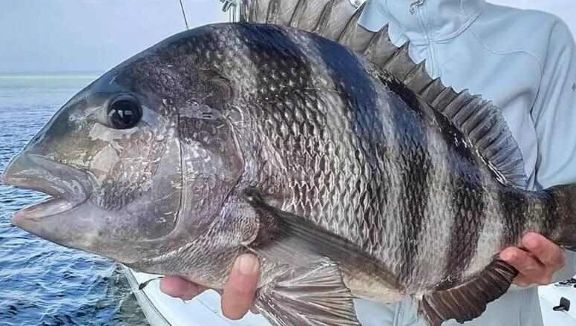 Sheepshead, Tautog & Sea Bass Jigs sheepshead jigs, tautog jigs, tog lures, sea bass jigs, bottom fishing lures, Chesapeake Bay fishing tackle, fiddler crab jigs, blacksea bass lures, saltwater fishing jigs.