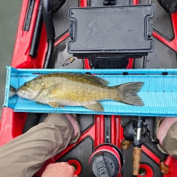 YakAttack LeaderBoard YakAttack LeaderBoard, 28 inch measuring board, kayak fishing ruler, fish bump board, CPR tournament measuring device, kayak accessory, fishing tackle