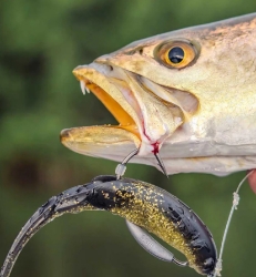 Z-Man Saltwater Fishing Lures Z-Man Lures, ChatterBait, ElaZtech Baits, Z-Man Fishing Products, Ned Rig Baits, Z-Man Soft Plastics