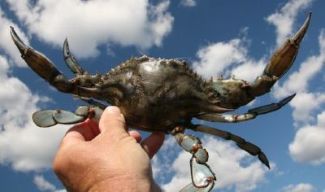 Crab Grippers & Tongs | Crabbing Tools crab grippers, crab tongs, heavy duty crab grabber, stainless steel crab tools, blue crab catching gear, stone crab grippers, crabbing accessories, live crab handling tools