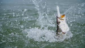 Mansfield Knockers  Mansfield Knockers topwater walking baits, saltwater fishing lures, loudest topwater lure, redfish fishing lures, speckled trout lures, striper plugs, Texas-style wade fishing lures, custom painted lures, walk-the-dog action
